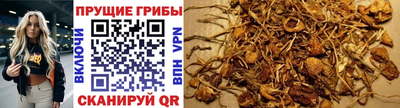 Псилоцибиновые грибы Cubensis  Купить где  Светлогорск 